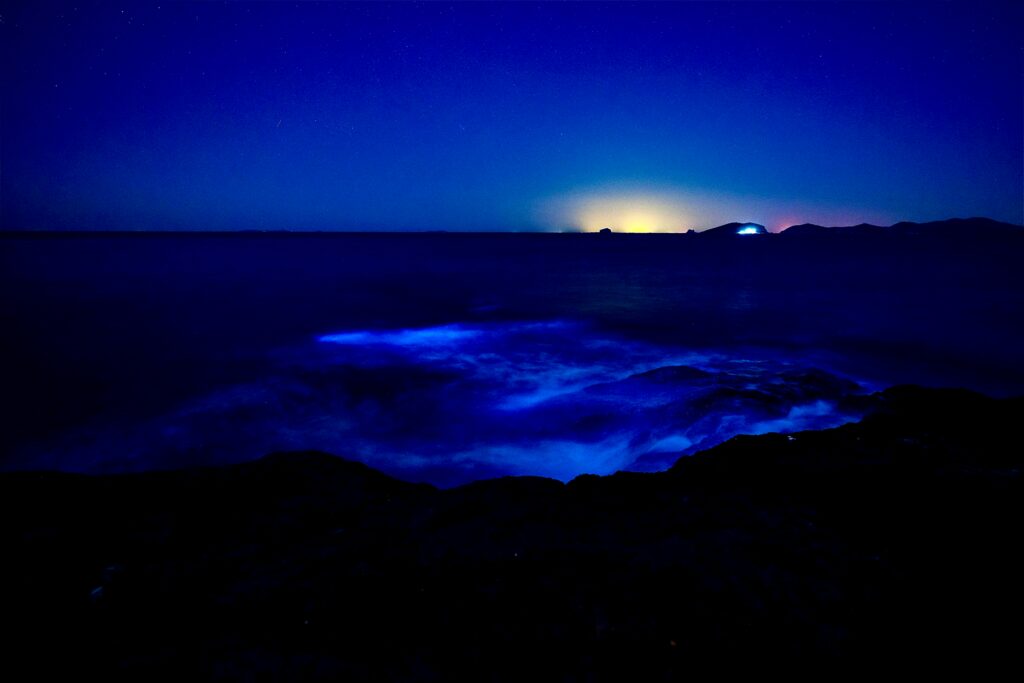 bioluminescent bay